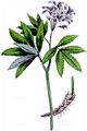 Pinnate Coralroot - Cardamine heptaphylla (Vill.) O. E. Schulz