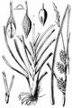 Gersten-Segge - Carex hordeistichos Vill.