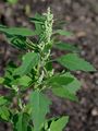 Weißer Gänsefuß - Chenopodium album L.
