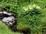 Alpen-Kratzdistel - Cirsium spinosissimum (L.) Scop.