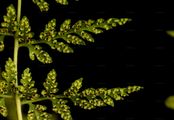 Brittle Bladder-Fern - Cystopteris fragilis (L.) Bernh.