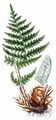 Male-Fern - Dryopteris filix-mas (L.) Schott