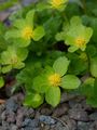 Hacquetia - Hacquetia epipactis (Scop.) DC.