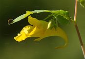Großes Springkraut - Impatiens noli-tangere L.
