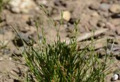 Toad Rush - Juncus bufonius L.
