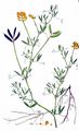 Wiesen-Platterbse - Lathyrus pratensis L.