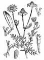 Echte Kamille - Matricaria chamomilla L.