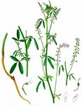 Wolga-Steinklee - Melilotus wolgicus Poir. 