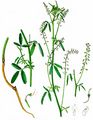  - Melilotus wolgicus Poir.