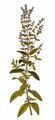 Hairless Cat-Mint - Nepeta nuda L.