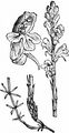 Bedstraw Broomrape - Orobanche caryophyllacea Sm.