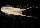 Alpine Cat's-Tail - Phleum alpinum L.