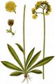 Cymose Mouse-Ear-Hawkweed - Pilosella cymosa (L.) F. W. Schultz & Sch. Bip.