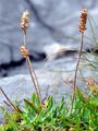 Alpen-Wegerich - Plantago alpina L.