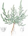Field Polycnemum - Polycnemum arvense L.