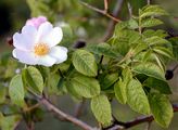Dog Rose - Rosa balsamica Besser
