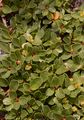 Thyme-Leaved Willow - Salix serpillifolia Scop.