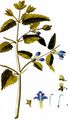 Skullcap - Scutellaria galericulata L.