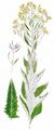 Perennial Rocket - Sisymbrium strictissimum L.