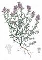 Breckland Thyme - Thymus serpyllum L.