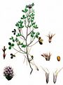 Rauher Klee - Trifolium scabrum L.