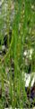 Marsh Arrowgrass - Triglochin palustris L.