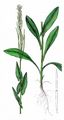Tower Mustard - Turritis glabra L.
