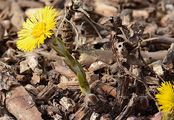Colt's-Foot - Tussilago farfara L.