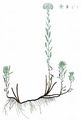 Edle Schafgarbe - Achillea nobilis L.