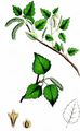 Downy Birch - Betula pubescens Ehrh.