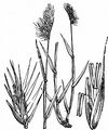 Rough Dog's-Tail - Cynosurus echinatus L.