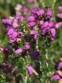 Bell Heather - Erica cinerea L.