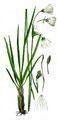 Schmalblättriges Wollgras - Eriophorum angustifolium Honck.