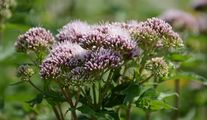 Gewöhnlicher Wasserdost - Eupatorium cannabinum L.
