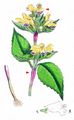 Large-Flowered Hemp-Nettle - Galeopsis speciosa Mill.