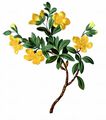 Alpen-Sonnenröschen - Helianthemum alpestre (Jacq.) DC.