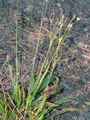 Hairy Wood-Rush - Luzula pilosa (L.) Willd.