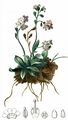 Alpine Forget-Me-Not - Myosotis alpestris F. W. Schmidt