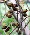 Foxglove-Tree - Paulownia tomentosa (Thunb.) Siebold & Zucc.