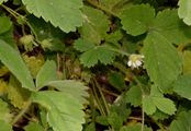 Erdbeer-Fingerkraut - Potentilla sterilis (L.) Garcke