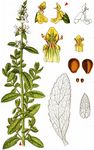Aufrechter Ziest - Stachys recta L. 