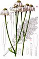 Scentless Feverfew - Tanacetum corymbosum (L.) Sch. Bip.