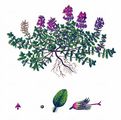 Breckland Thyme - Thymus serpyllum L.