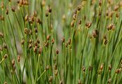 Rasenbinse - Trichophorum cespitosum (L.) Hartm.