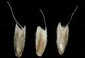 Knolliges Fuchsschwanzgras - Alopecurus bulbosus Gouan