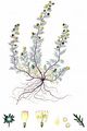 Felsen-Beifuß - Artemisia rupestris L.