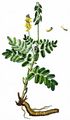 Gletscher-Tragant - Astragalus frigidus (L.) A. Gray