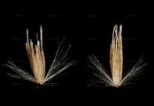 Narrow Small-Reed - Calamagrostis neglecta (Ehrh.) G. Gaertn. & al.