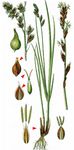 Rispen-Segge - Carex paniculata L. 