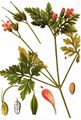 Herb-Robert - Geranium robertianum L.